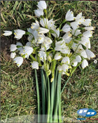 Leucojum 'Gravetye Giant' (Snowflakes)