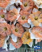 Narcissus 'Mammoth Mountain'