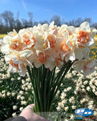 Narcissus 'Sweet Paradise'