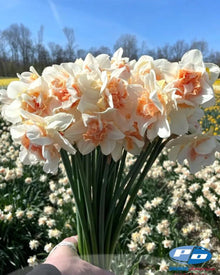 Narcissus 'Sweet Paradise'