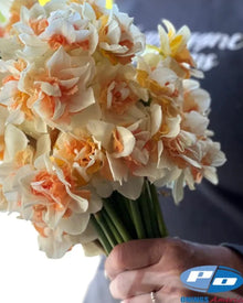 Narcissus 'Sweet Paradise'