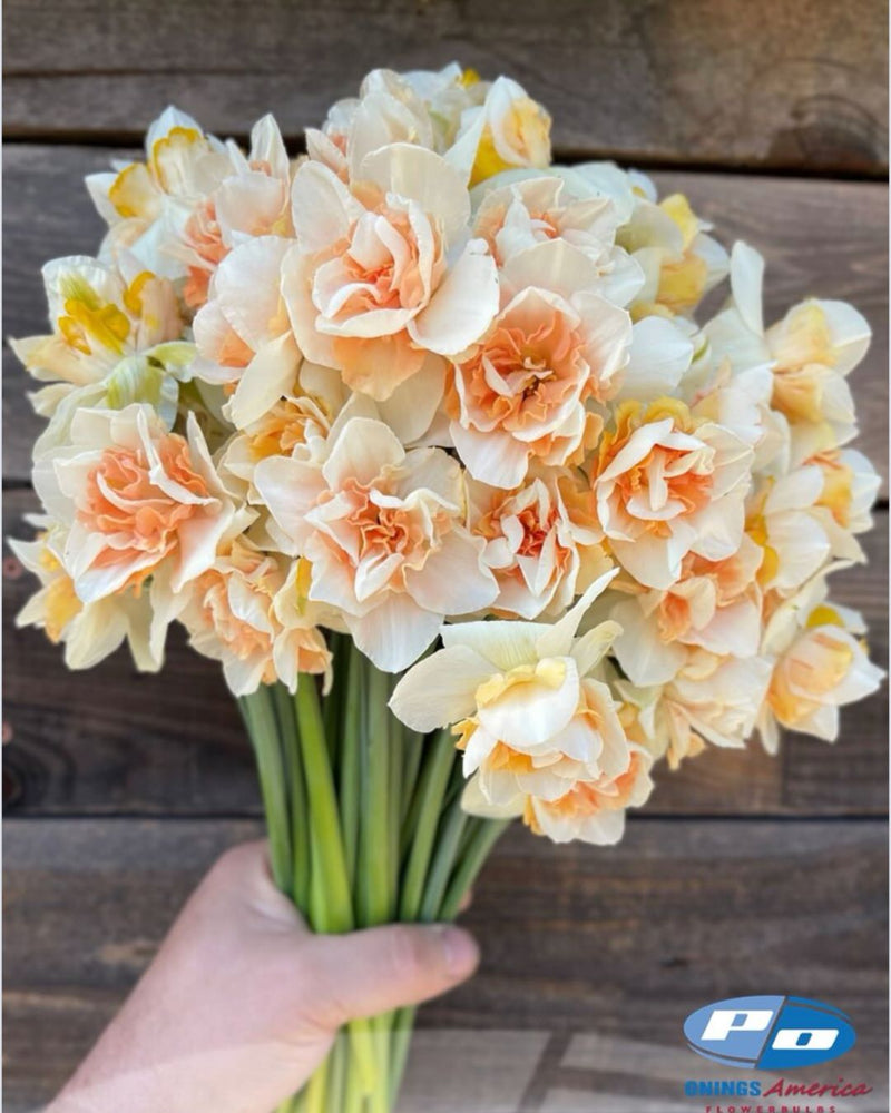 Narcissus 'Sweet Paradise'