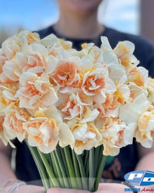 Narcissus 'Sweet Paradise'