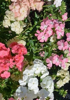 Phlox 'Phlox of Sheep'