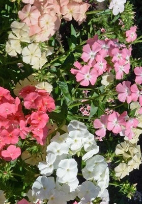 Phlox 'Phlox of Sheep'