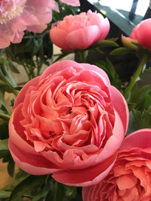 Peony 'Etched Salmon' (3-5 eye)
