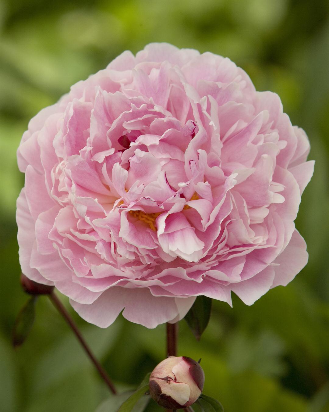 Peony 'Sarah Bernhardt' (Premium 5–8 eye) PBF Favorite
