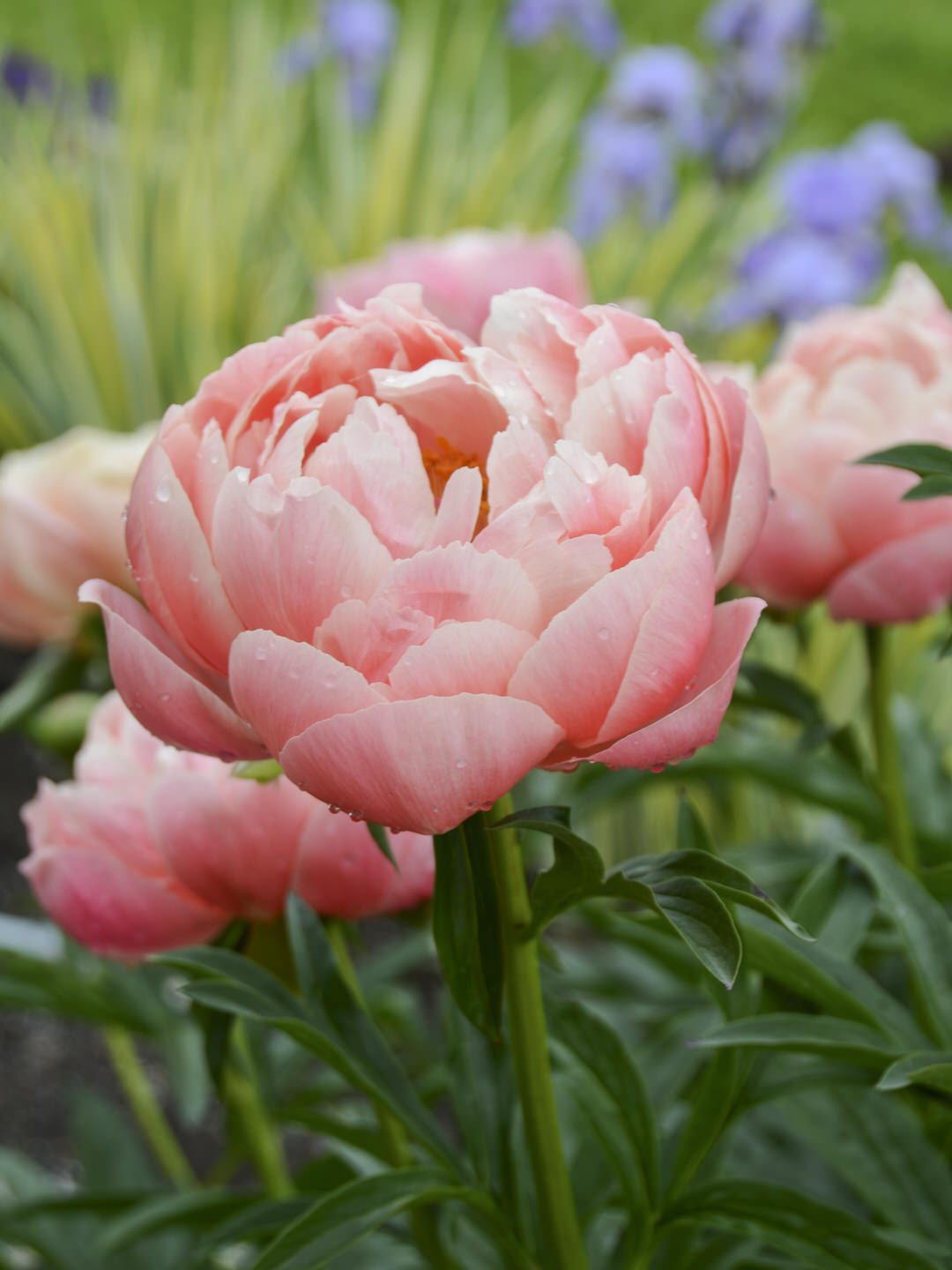 Peony 'Coral Charm' (3-5 eye)