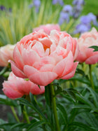 Peony 'Coral Charm' (3-5 eye)