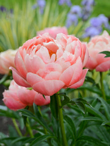 Peony 'Coral Charm' (3-5 eye)