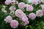 Peony 'Sarah Bernhardt' (Premium 5–8 eye) PBF Favorite