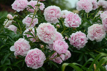Peony 'Sarah Bernhardt' (Premium 5–8 eye) PBF Favorite