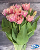 Tulip 'Paleis het Loo'