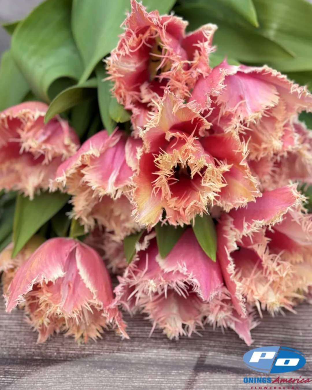 Tulip 'Paleis het Loo'