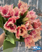 Tulip 'Paleis het Loo'