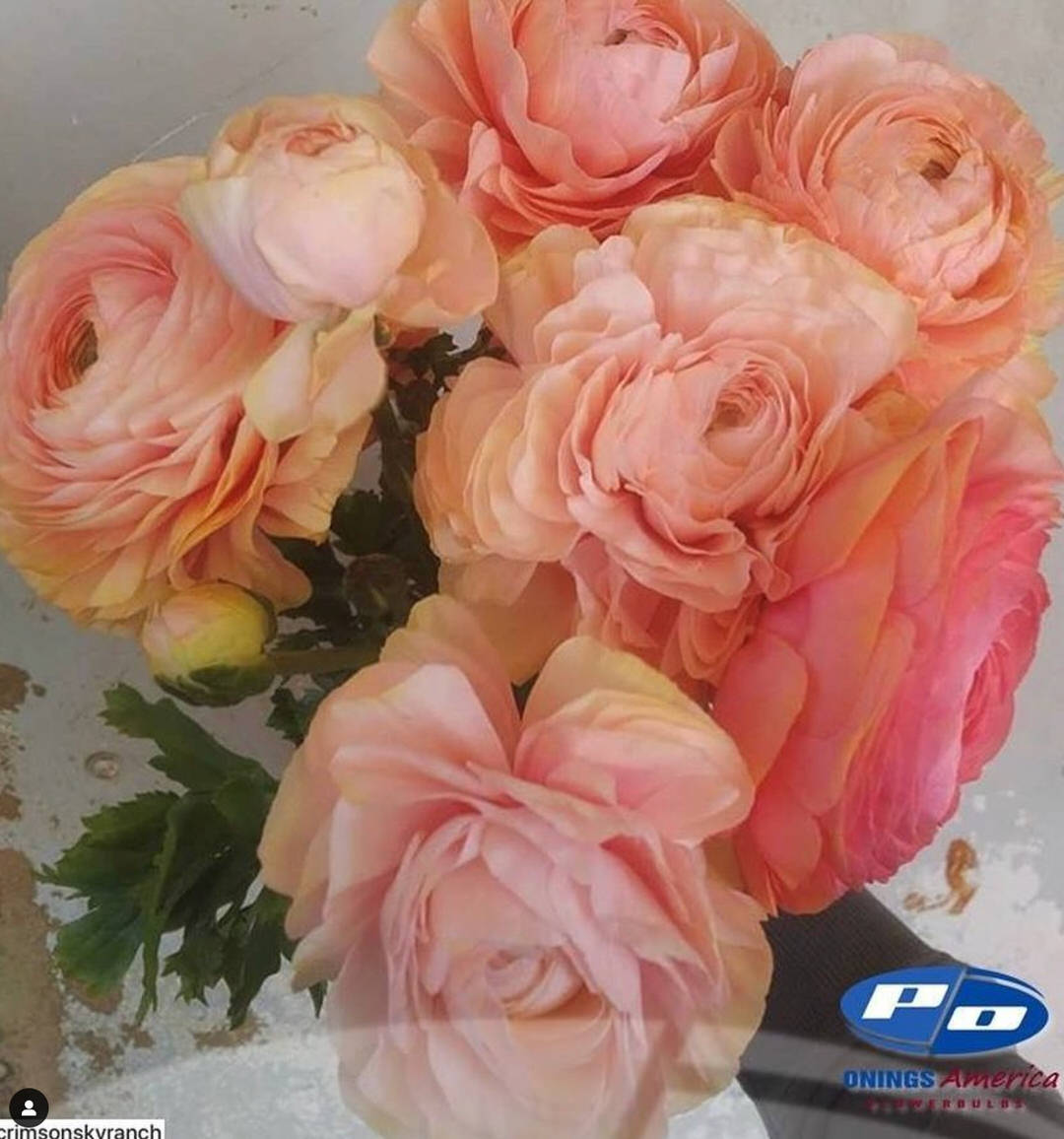 Ranunculus Italian Elegance Pastello®