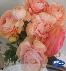 Ranunculus Italian Elegance Pastello®