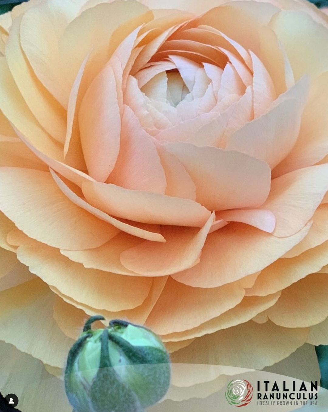 Ranunculus Italian Elegance Pastello®