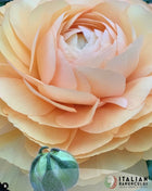 Ranunculus Italian Elegance Pastello®