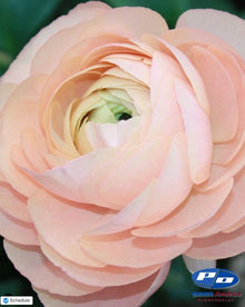 Ranunculus Italian Elegance Pastello®
