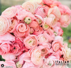 Ranunculus Italian Elegance Pastello®