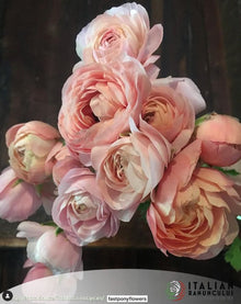 Ranunculus Italian Elegance Pastello®