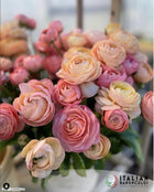 Ranunculus Italian Elegance Pastello®