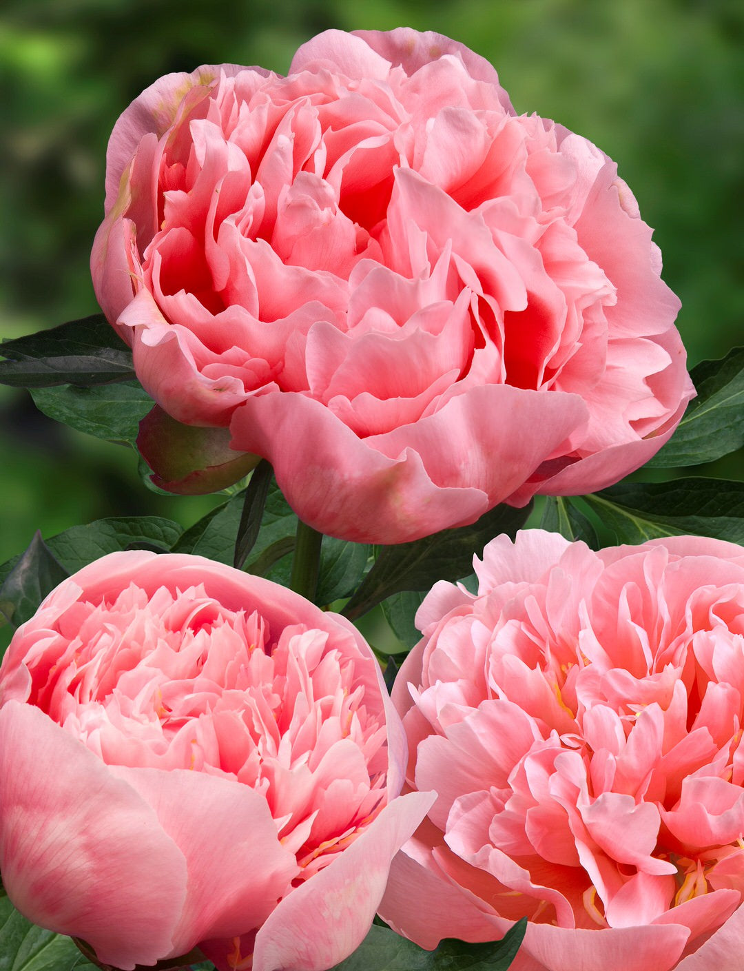 Peony 'Etched Salmon' (3-5 eye)