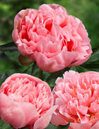 Peony 'Etched Salmon' (3-5 eye)