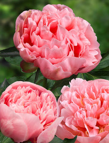 Peony 'Etched Salmon' (3-5 eye)
