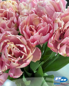 Tulip 'Pink Star'