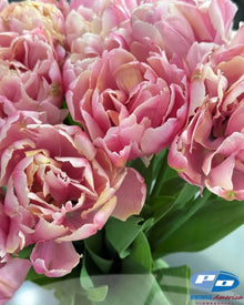 Tulip 'Pink Star'