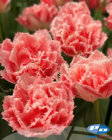 Tulip 'Ranomi'