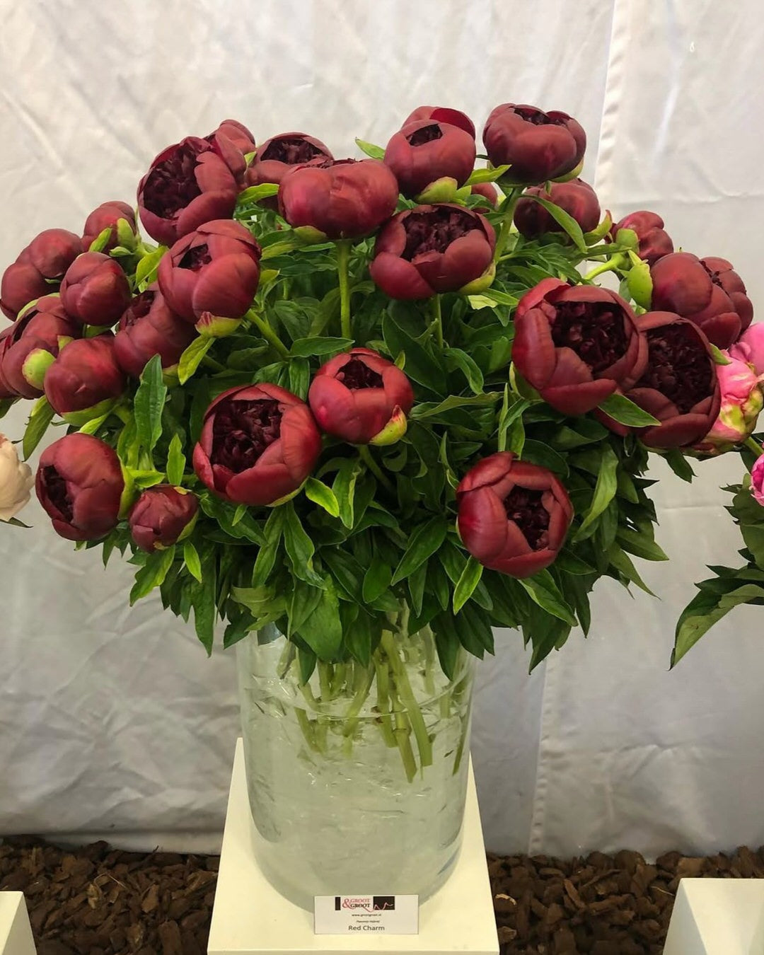 Peony 'Red Charm' (3-5 eye)