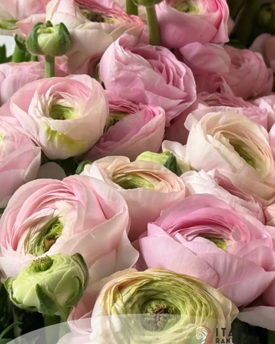 Ranunculus Italian Elegance Rosa Chiaro®