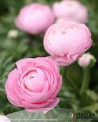 Ranunculus Italian Elegance Rosa Chiaro®