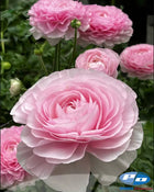Ranunculus Italian Elegance Rosa Chiaro®