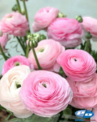 Ranunculus Italian Elegance Rosa Chiaro®