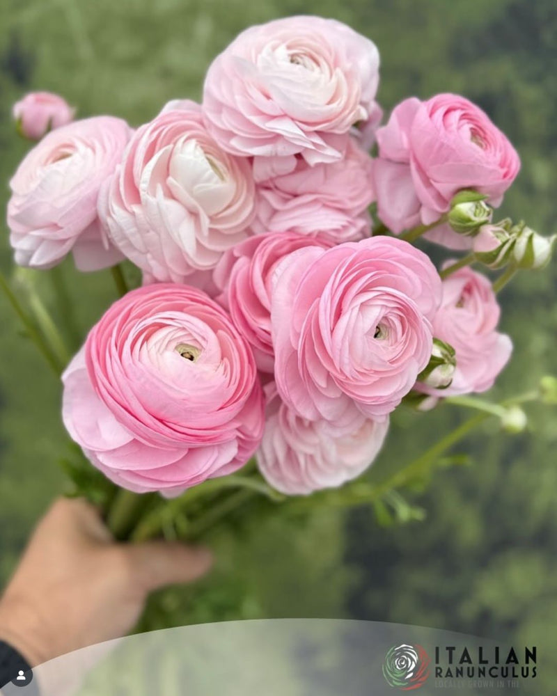 Ranunculus Italian Elegance Rosa Chiaro®