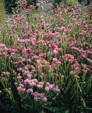 Statice 'Rose Shades'