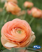 Ranunculus Italian Elegance Salmone®