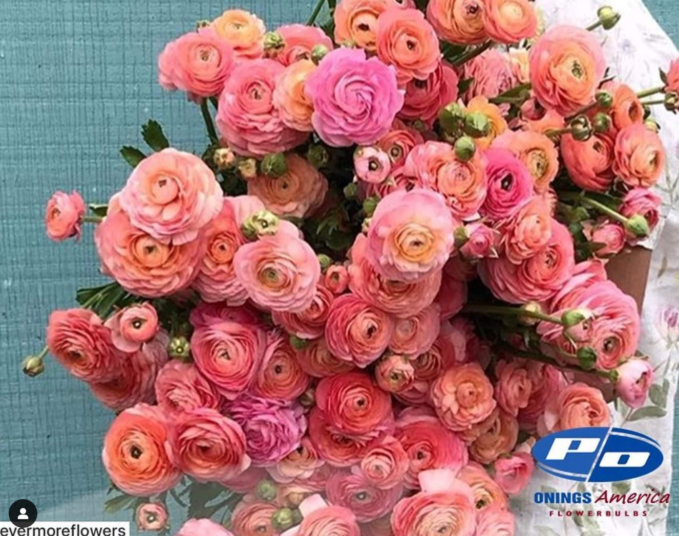 Ranunculus Italian Elegance Salmone®