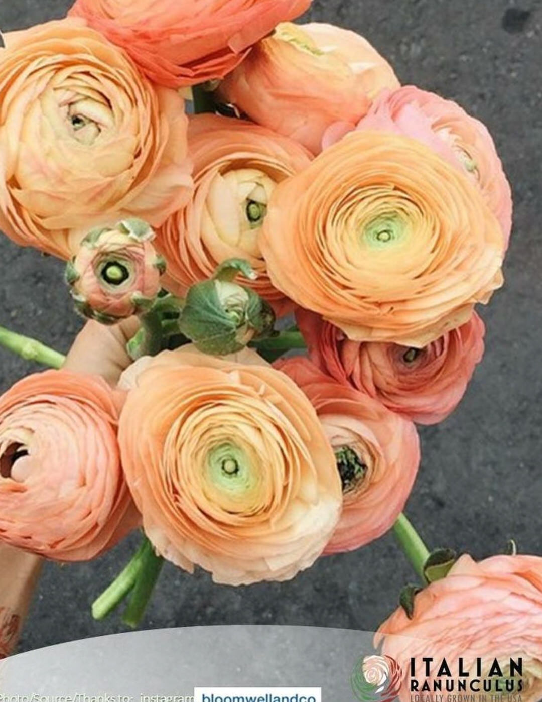 Ranunculus Italian Elegance Salmone®