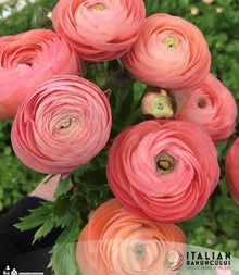 Ranunculus Italian Elegance Salmone®