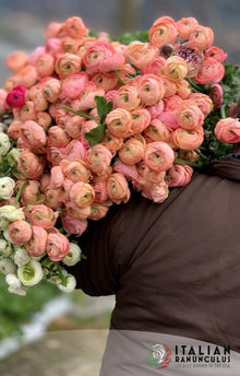 Ranunculus Italian Elegance Salmone®