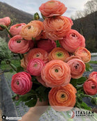 Ranunculus Italian Elegance Salmone®