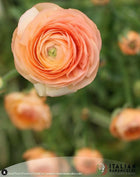 Ranunculus Italian Elegance Salmone®