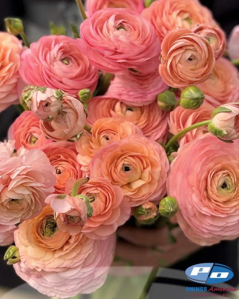 Ranunculus Italian Elegance Salmone®