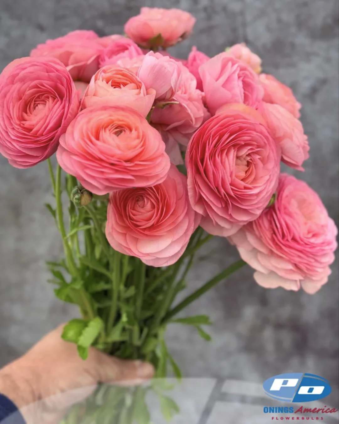 Ranunculus Italian Elegance Salmone®
