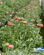 Ranunculus Italian Elegance Salmone®